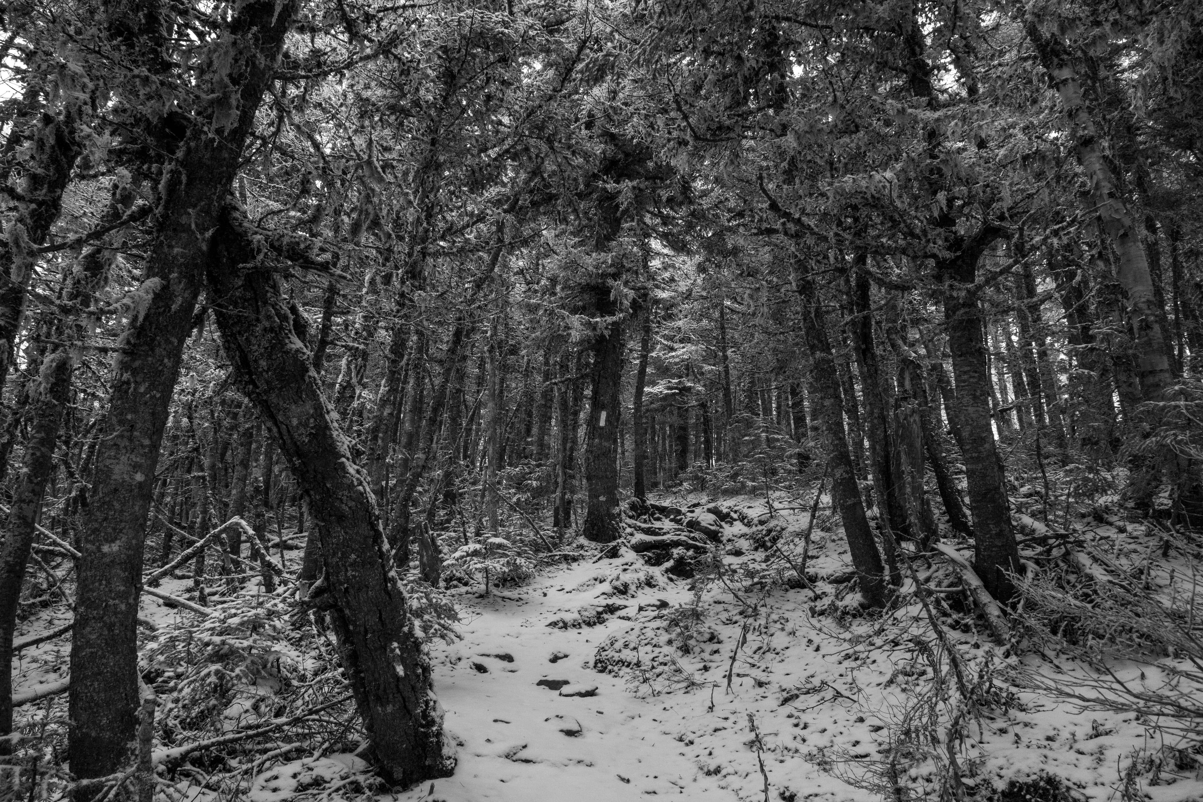 Trail 7