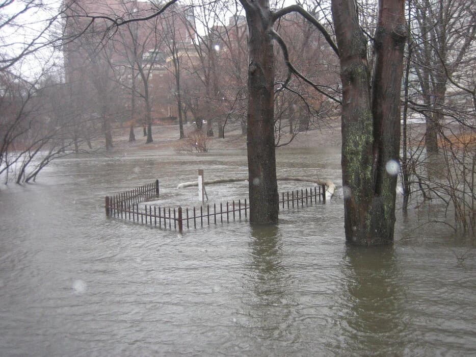 Muddy River Flood: January 2010