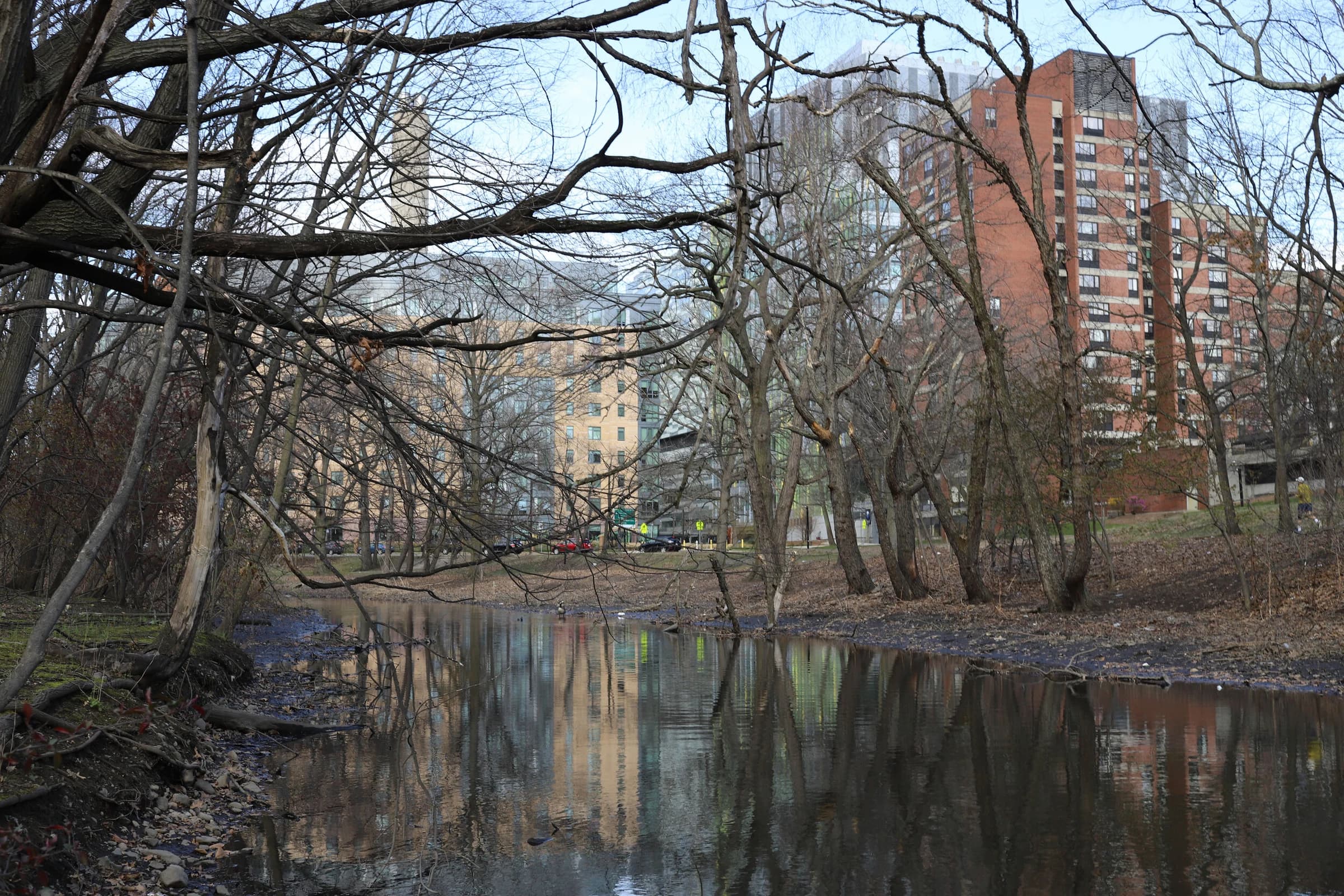 Muddy River - Disturbed Riparian Area near Longwood Avenue