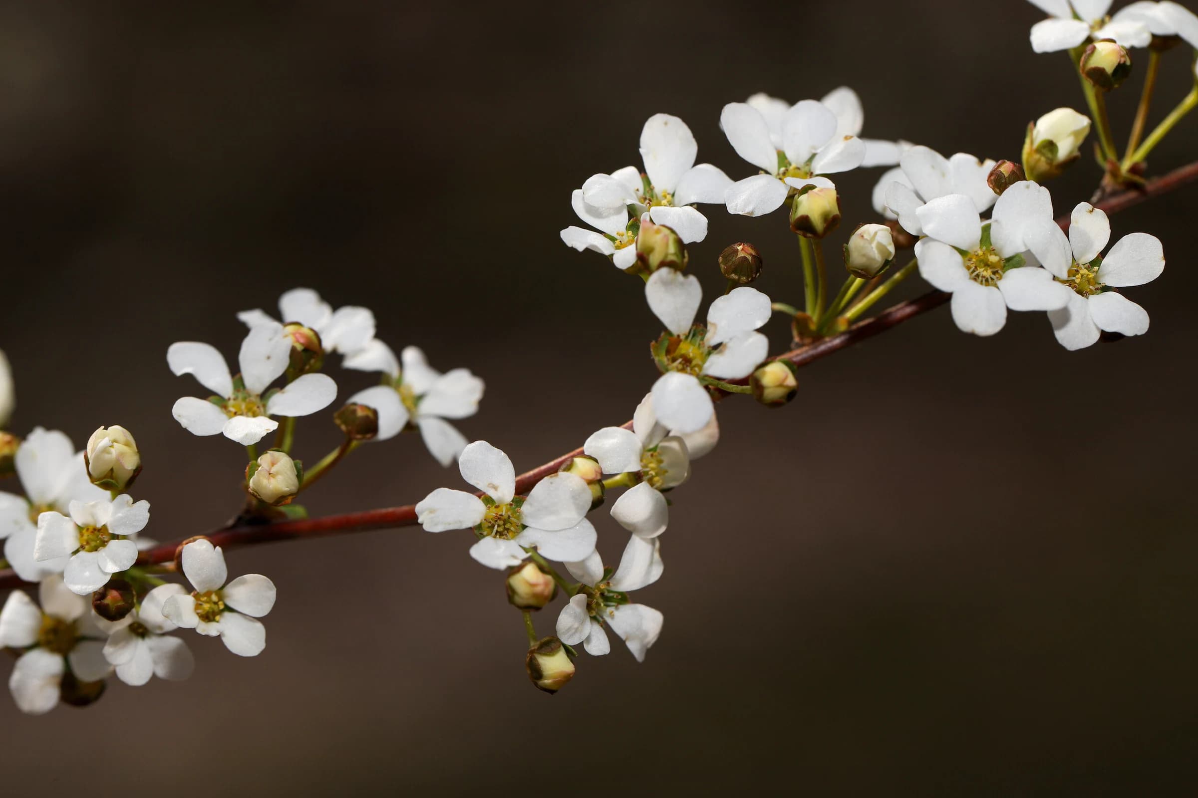 Bridalwreath Spirea