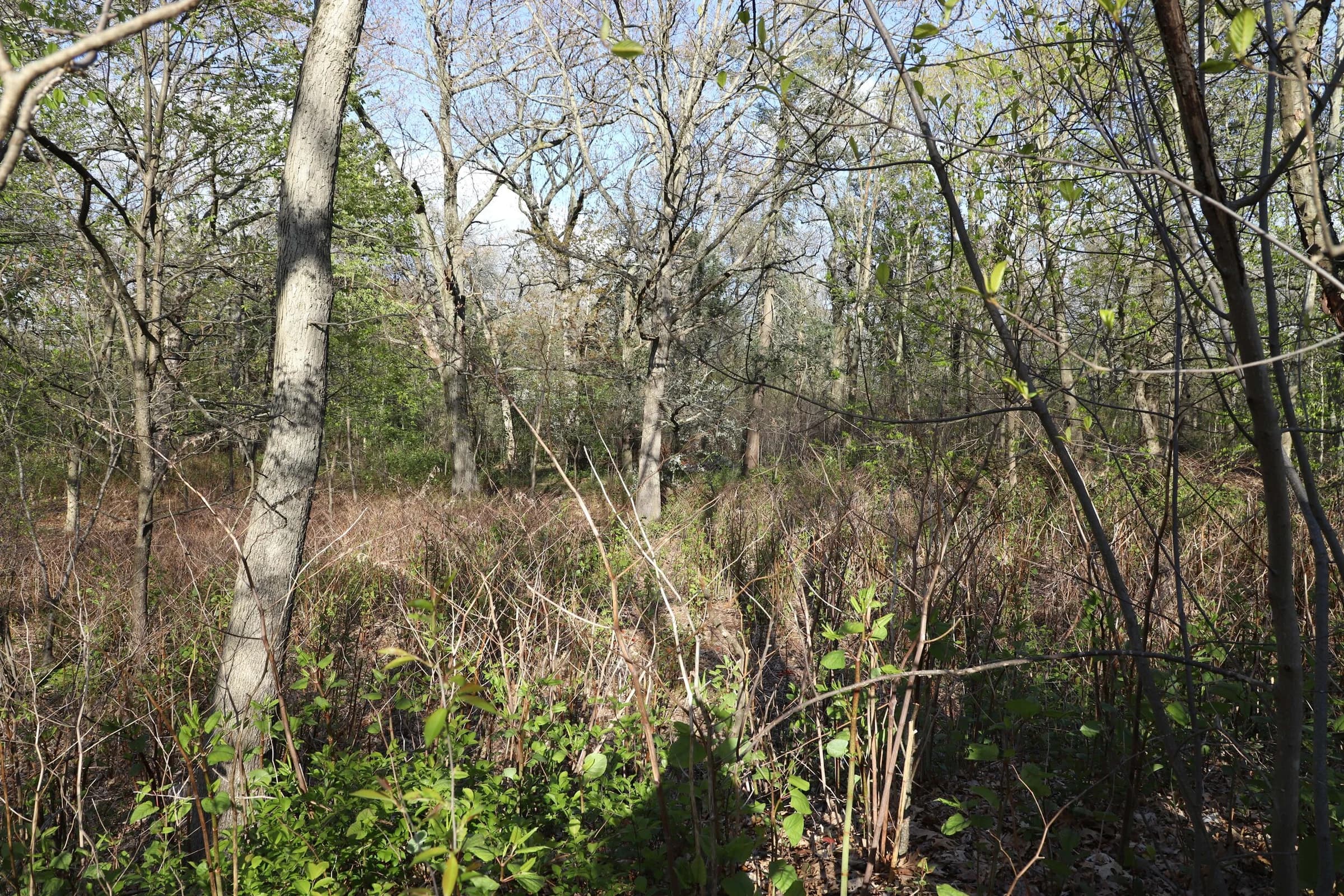 Northern Franklin Park: Lowland Area