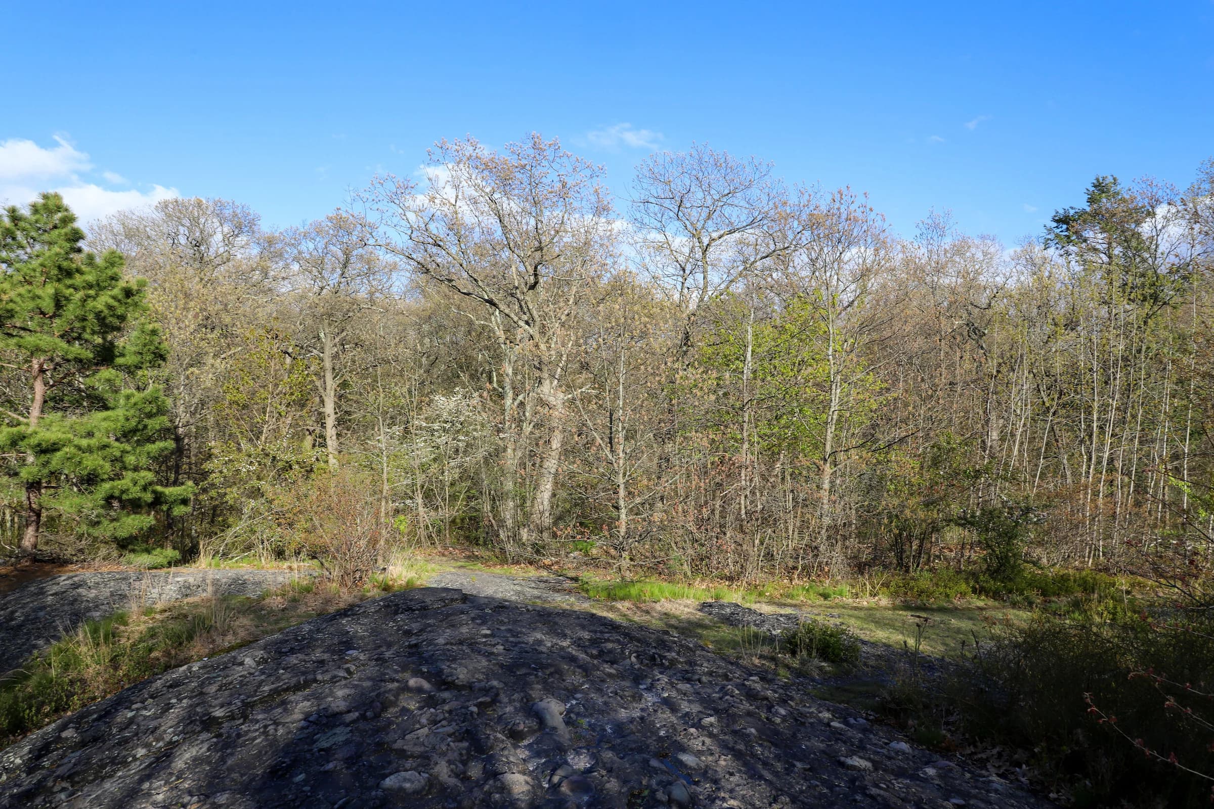 Puddingstone Erratic and Mixed Forest